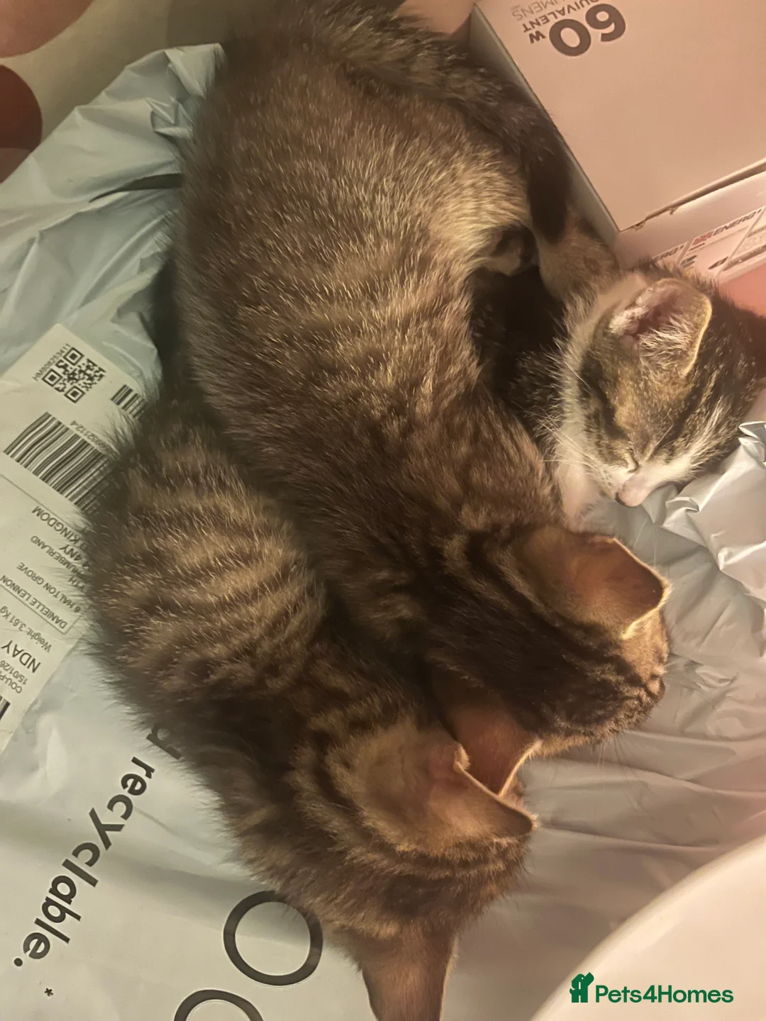 Mixed Breed cats for sale: Mixed breed kittens, one male one female - Advert 4