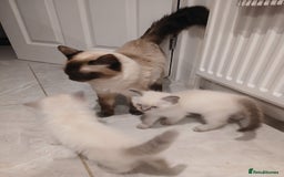 Ragdoll cats for sale: 7 Beautiful Pure Ragdolls for sale - Image 14
