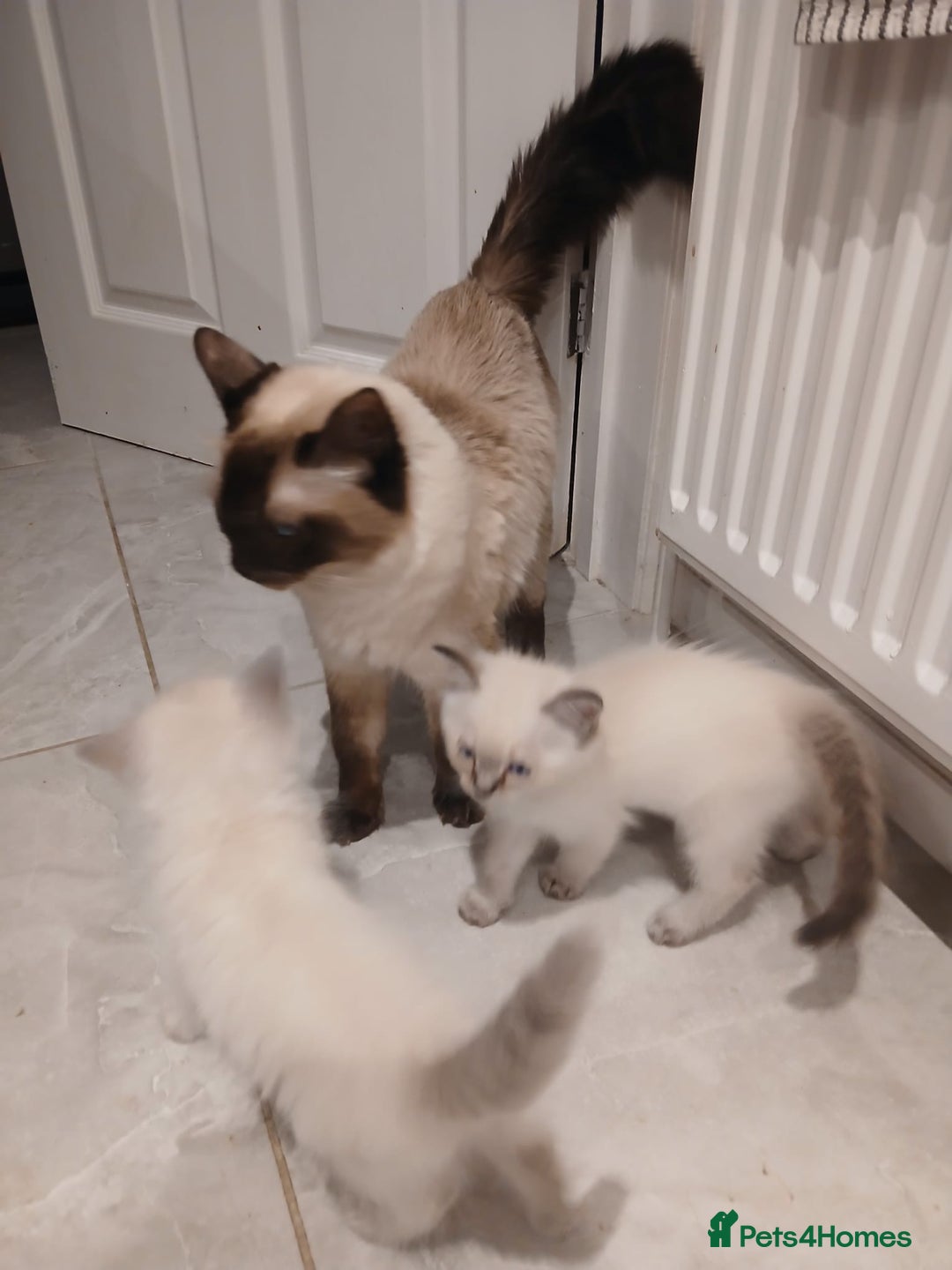 Ragdoll cats for sale: 7 Beautiful Pure Ragdolls for sale - Image 14