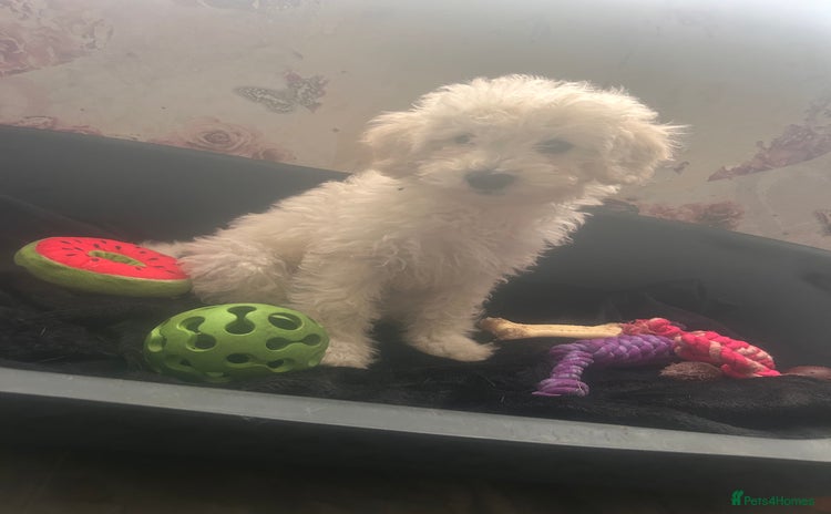 Shihpoo dogs - Advert 1
