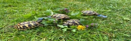 Hermann Tortoise reptiles for sale: Hermanns tortoises. 1 year old with article 10 - Advert 7
