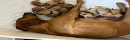 Labrador Retriever dogs for sale: F1 Labrador x Vizsla - Advert 12