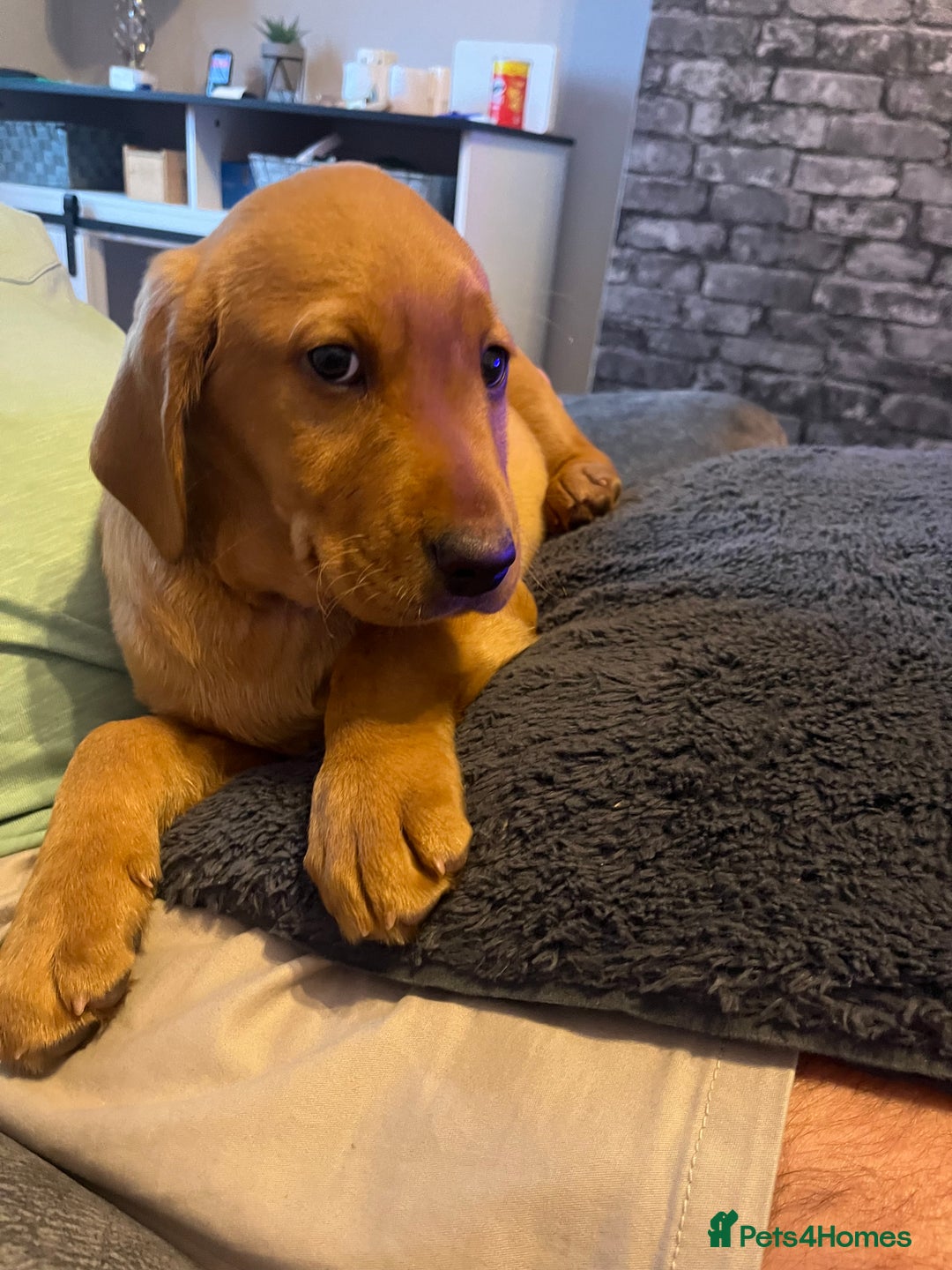 Labrador Retriever dogs for sale: Gorgeous KC reg pedigree red lab puppy  - Advert 6
