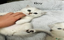 British Shorthair cats for sale: White silver shaded BSH boy and girl available🐈 - Image 1