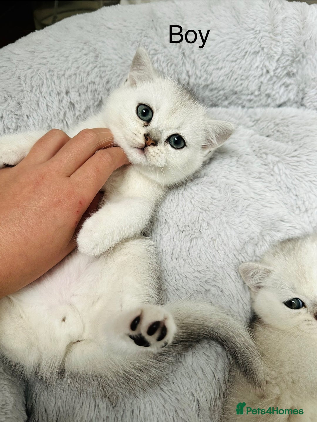British Shorthair cats for sale: White silver shaded BSH boy and girl available🐈 - Image 1