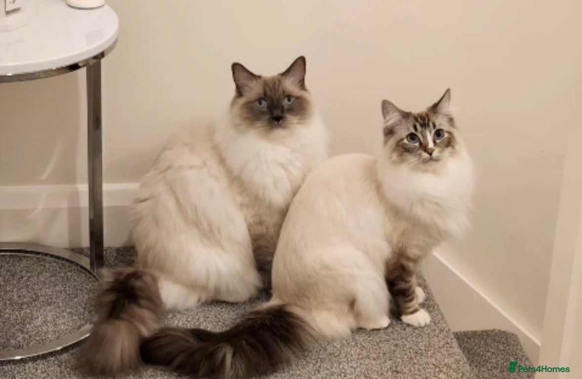 Ragdoll cats Gorgeous Ragdoll bonded Brothers - Advert 11