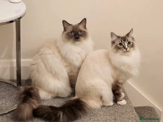 Ragdoll cats Gorgeous Ragdoll bonded Brothers - Advert 4