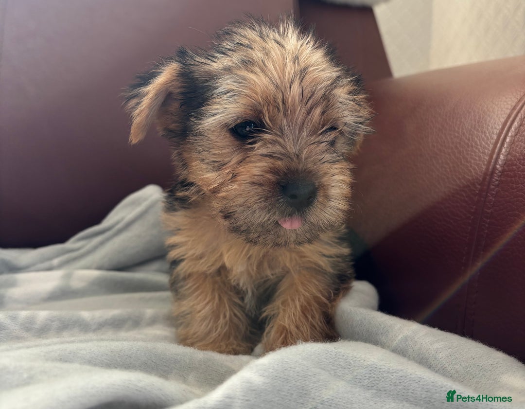 Mixed Breed dogs for sale: Yorkshire terrier/Jack Russell - Image 18