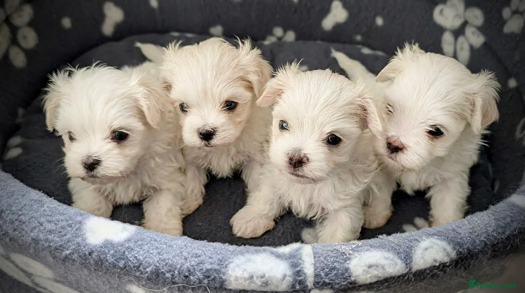 Maltese dogs for sale: Beautiful Maltese Puppies ⭐️Over 5 GENERATIONS⭐️ - Advert 1
