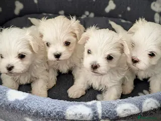 Maltese dogs Beautiful Maltese Puppies ⭐️Over 5 GENERATIONS⭐️ - Advert 2