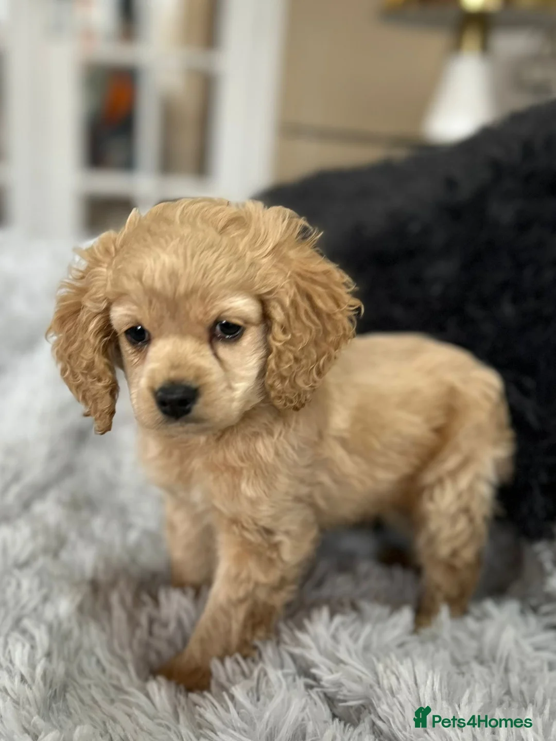 Cockapoo dogs for sale: Cockapoo - Advert 7