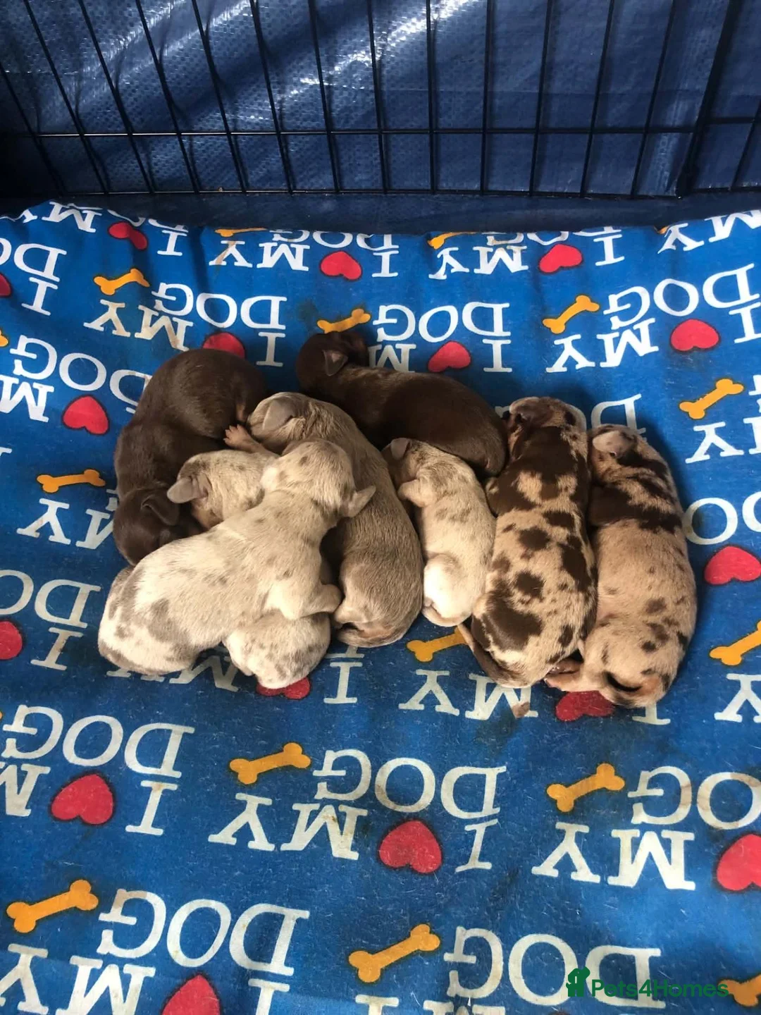 Miniature Dachshund dogs for sale: Sale 💰 in Middlesbrough - Advert 2