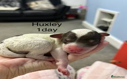 Toy Poodle dogs for sale: Toy poodle girls and boy - Image 9