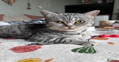 Scottish Fold cats - Advert 15