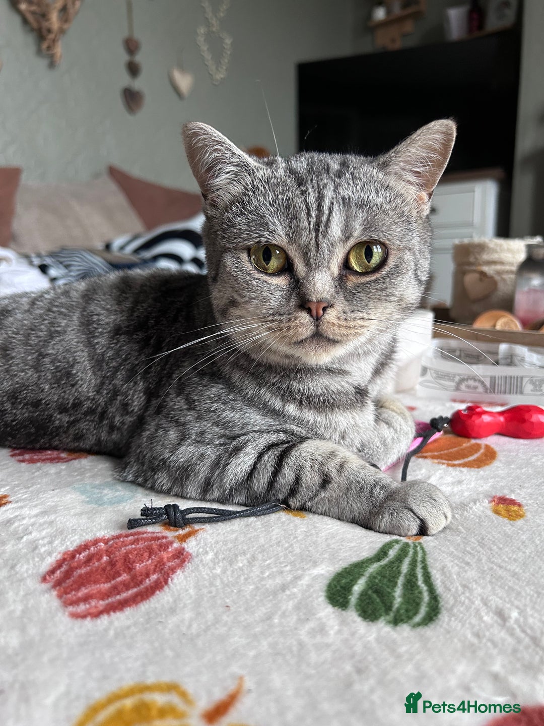 Scottish Fold cats for sale: 2 Gorgeous grey folded boys - Image 3