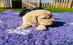 Mixed Breed dogs for sale: Schnoodle Babies 🐾🐾🐾 - Image 6