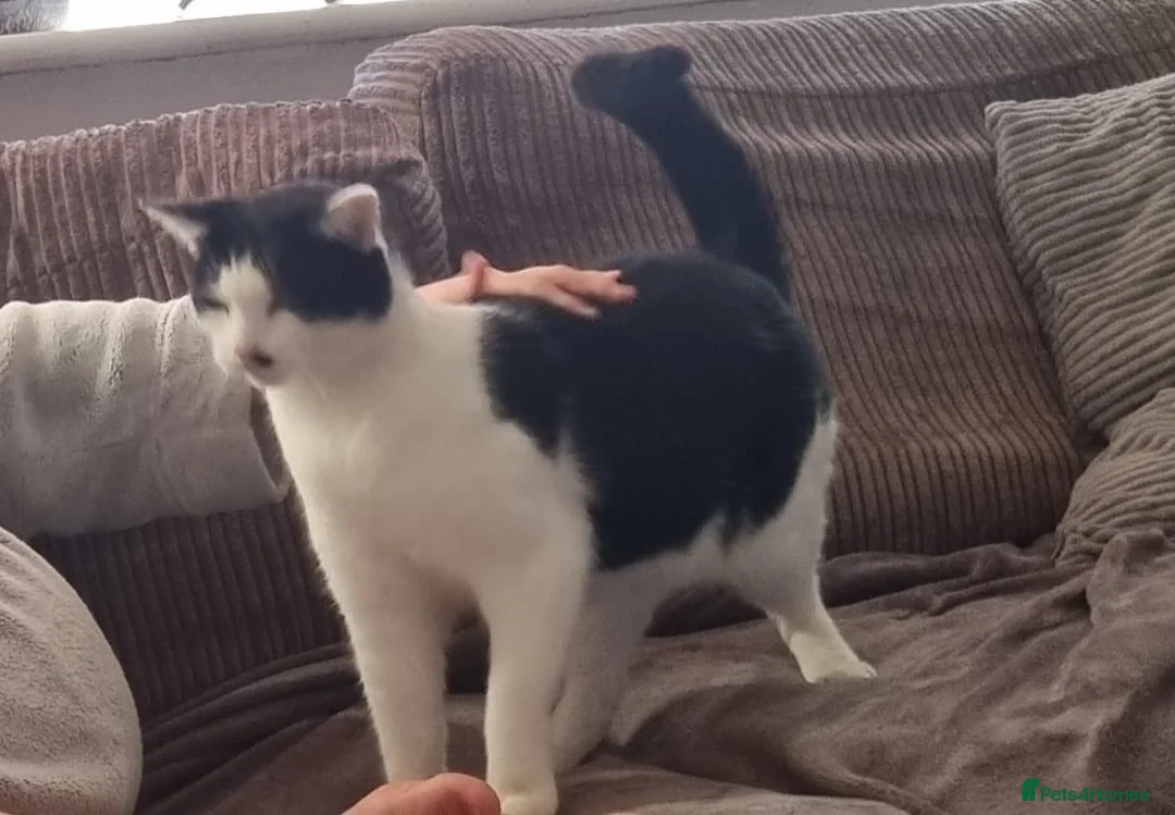 Mixed Breed cats for sale: Male cat for rehoming  - Advert 1