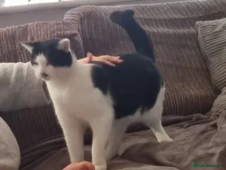 Mixed Breed cats Male cat for rehoming - Advert 1