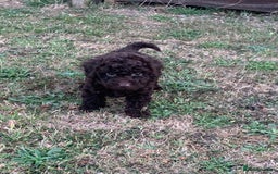 Cockapoo dogs for sale: Stunning F1B Cockapoo puppies  - Image 20