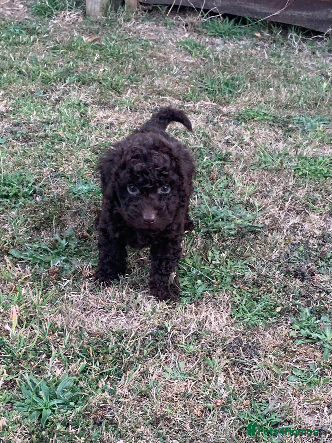 Cockapoo dogs for sale: Stunning F1B Cockapoo puppies  - Image 20