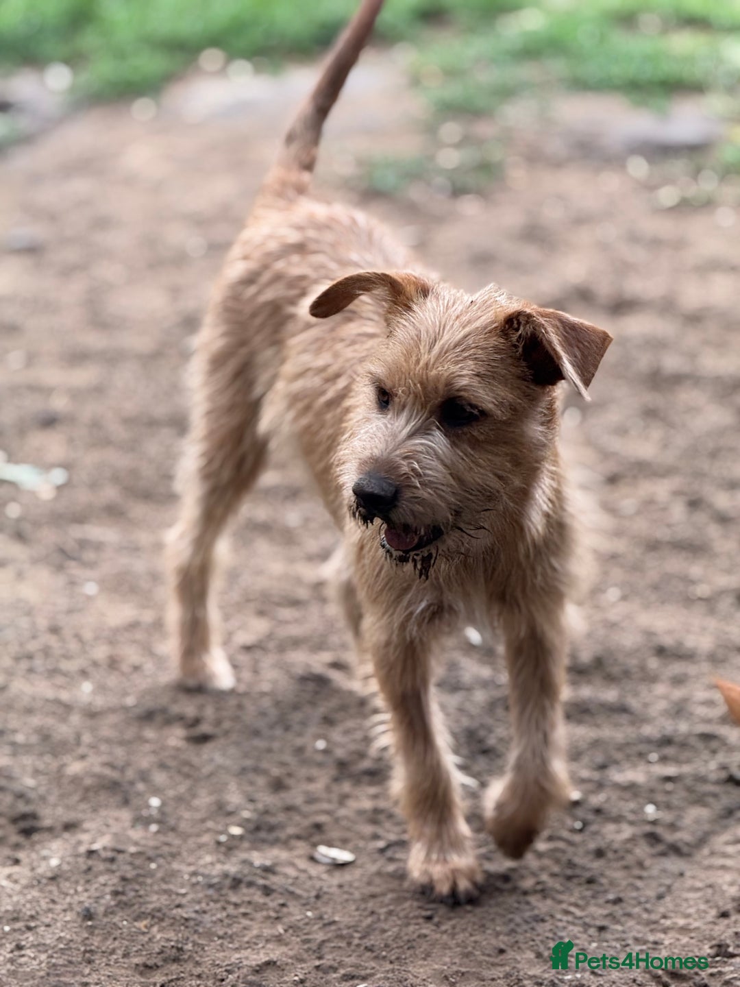 Mixed Breed dogs for adoption: Sweet Sunny Needs LOVE - Image 4