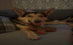 German Shepherd dogs for sale: Archie  - Advert 1