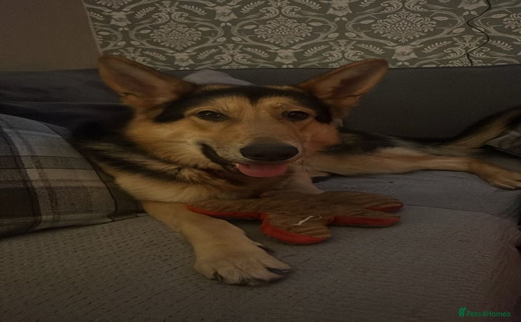 German Shepherd dogs Archie  - Advert 1