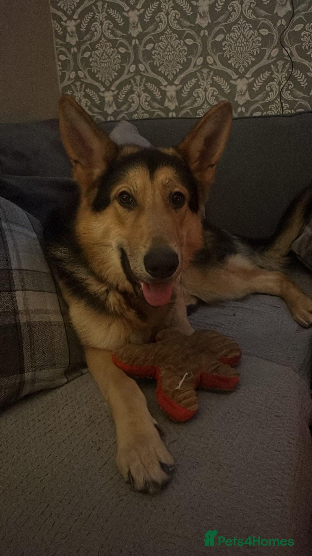 German Shepherd dogs for sale: Archie  - Advert 1