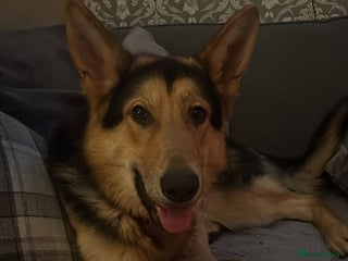 German Shepherd dogs for sale: Archie - Advert 1