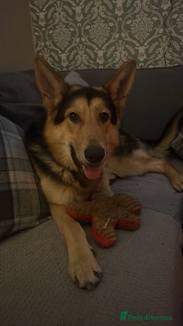 German Shepherd dogs Archie - Advert 1