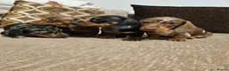 Miniature Dachshund dogs for sale: Ready to leave - one chocolate dapple boy left!  - Advert 6