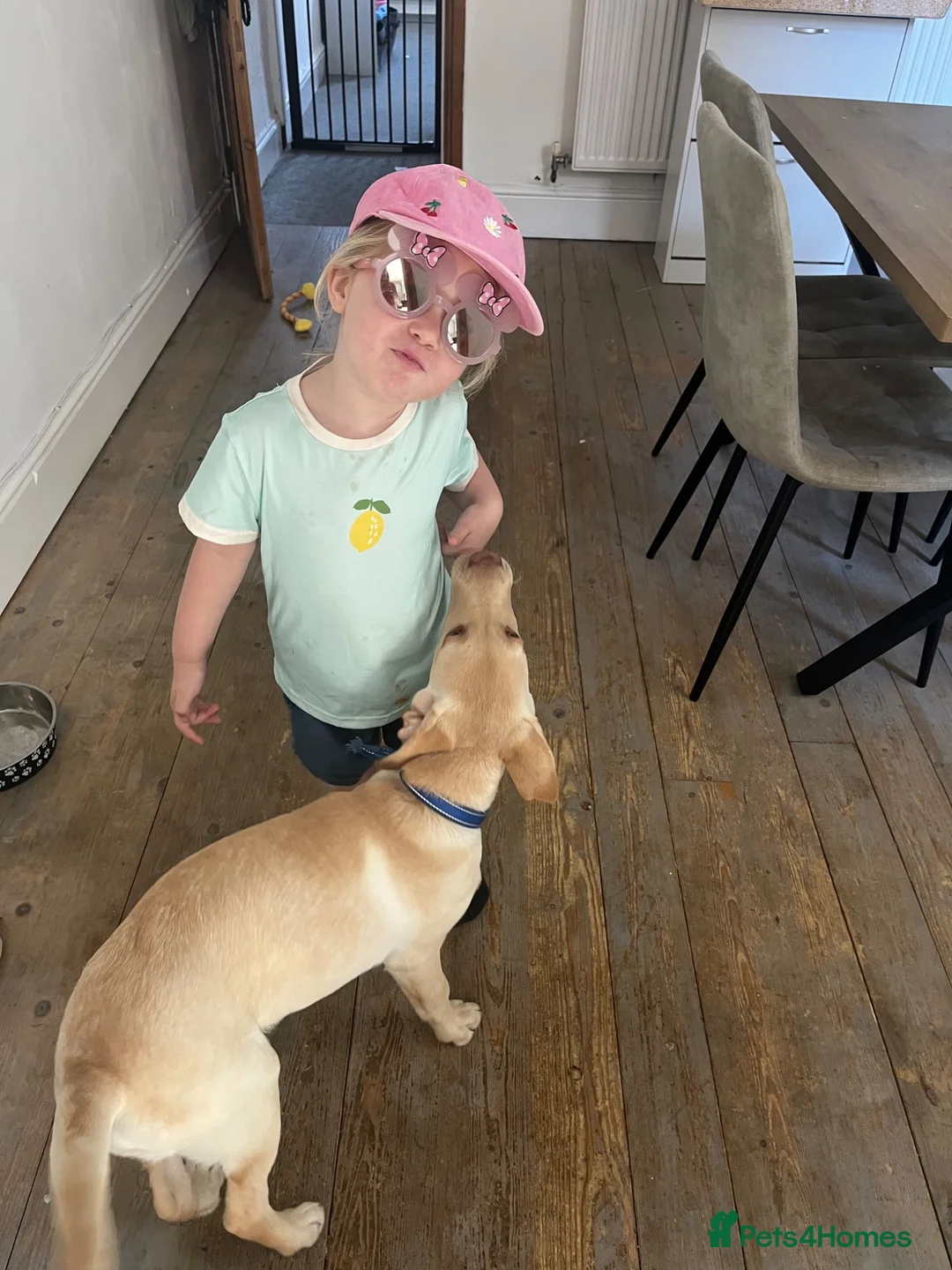 Labrador Retriever dogs for sale: Oscar yellow Labrador retriever  in Nottingham - Advert 4