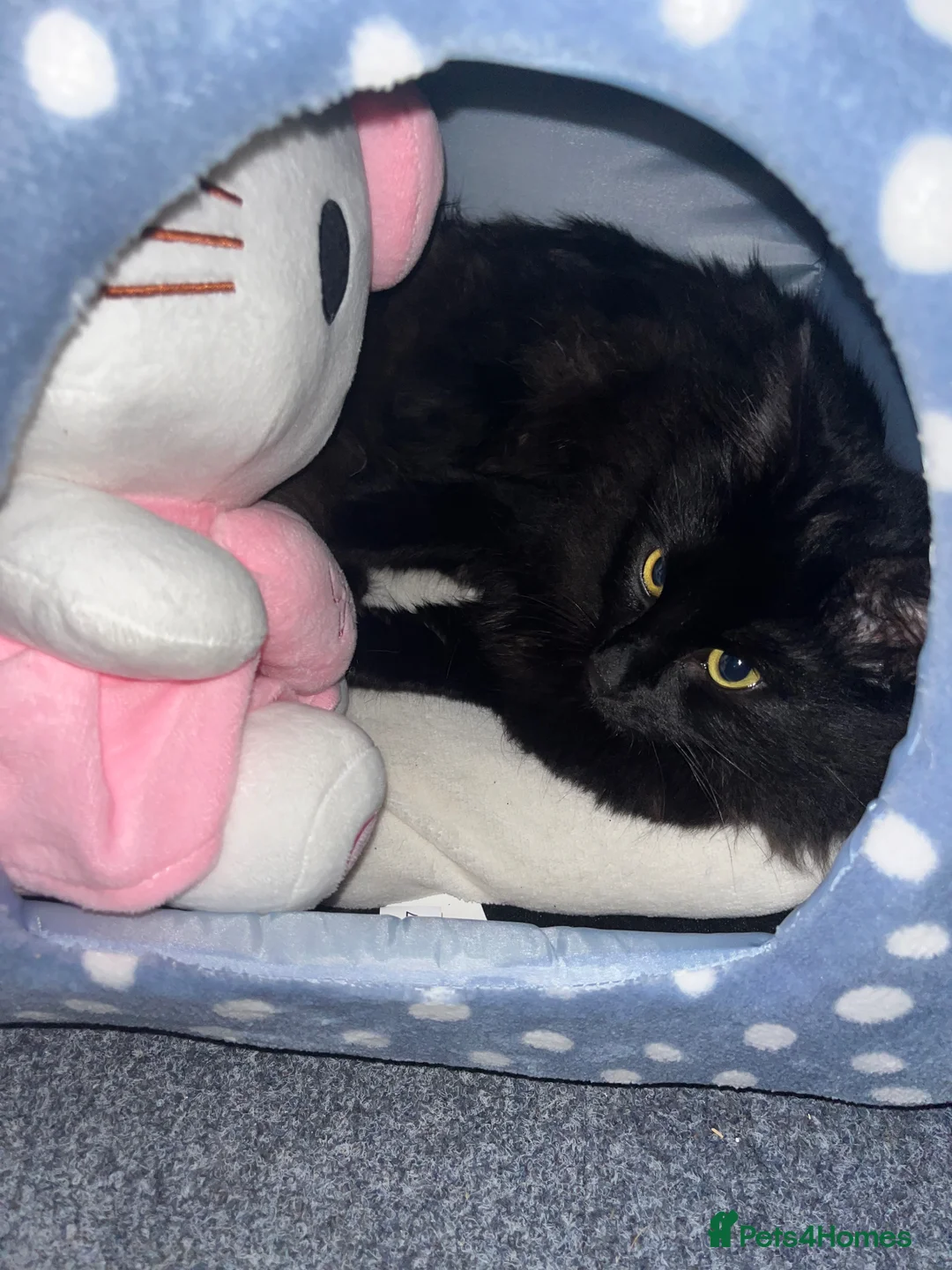 Mixed Breed cats for sale: Beautiful black cat wants a new home! in Luton - Advert 2