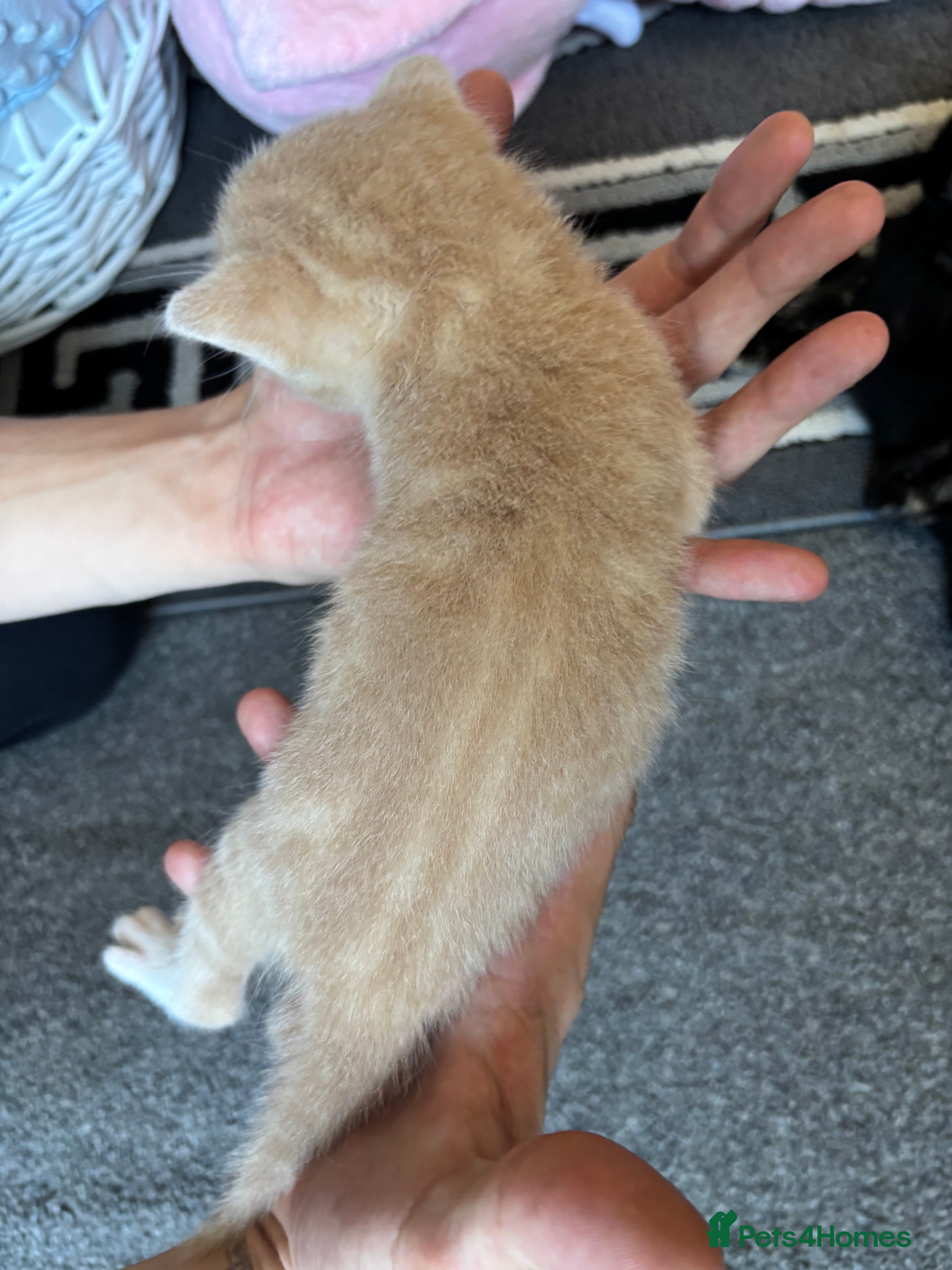 Mixed Breed cats for sale: 5 beautiful kittens for sale!  - Advert 14