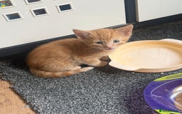 Mixed Breed cats for sale: Ginger stripped Male kitten  - Image 2