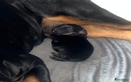 Mixed Breed dogs for sale: Rottweiler x German shepherd male puppies - Image 5