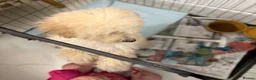 Cavapoo dogs for sale: Cavapoo F1 puppies  - Advert 2