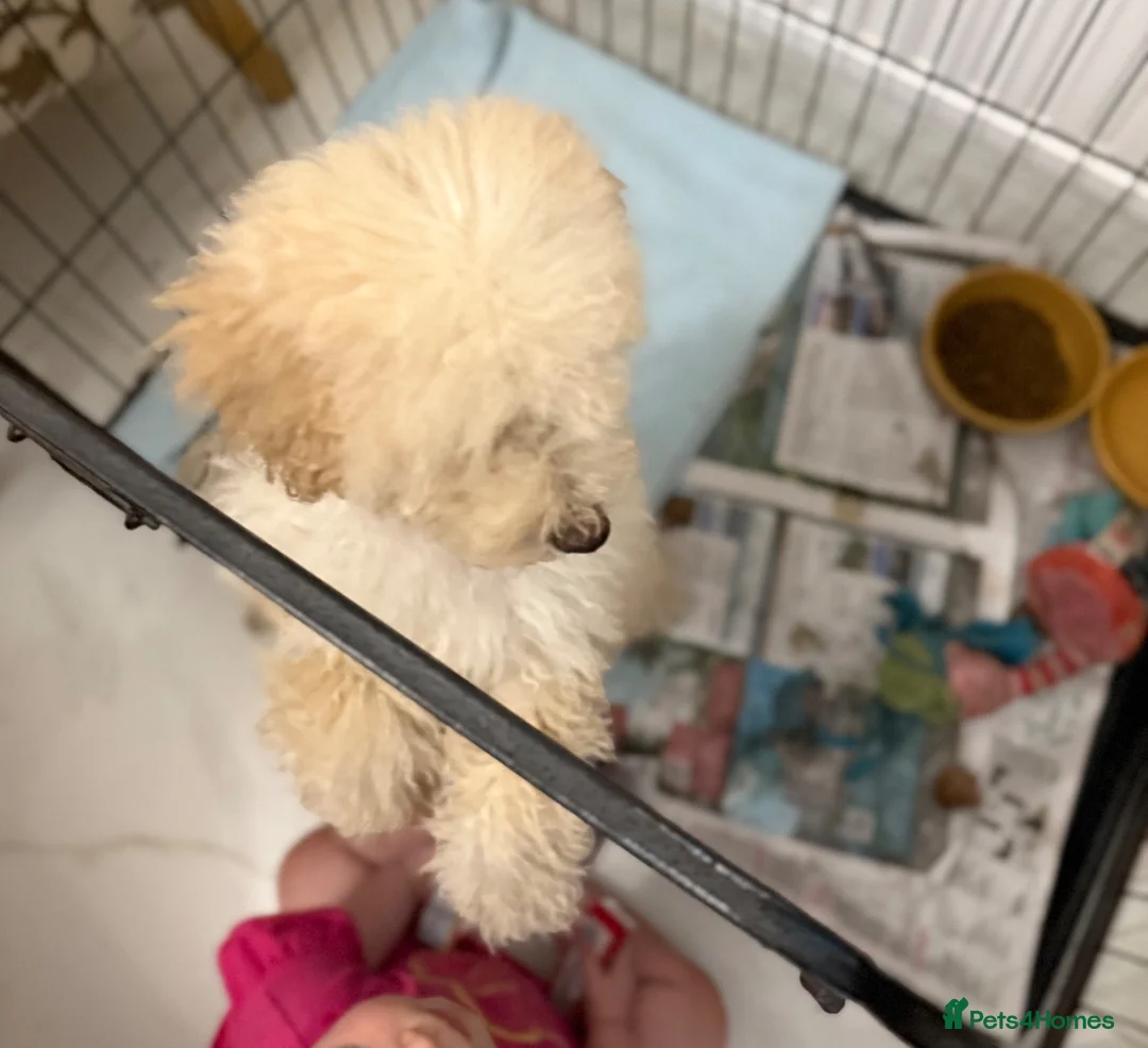 Cavapoo dogs for sale: Cavapoo F1 puppies  - Advert 2