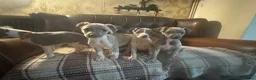 Whippet dogs for sale: 🐾 Exceptional KC Registered Whippet Puppies - Advert 11