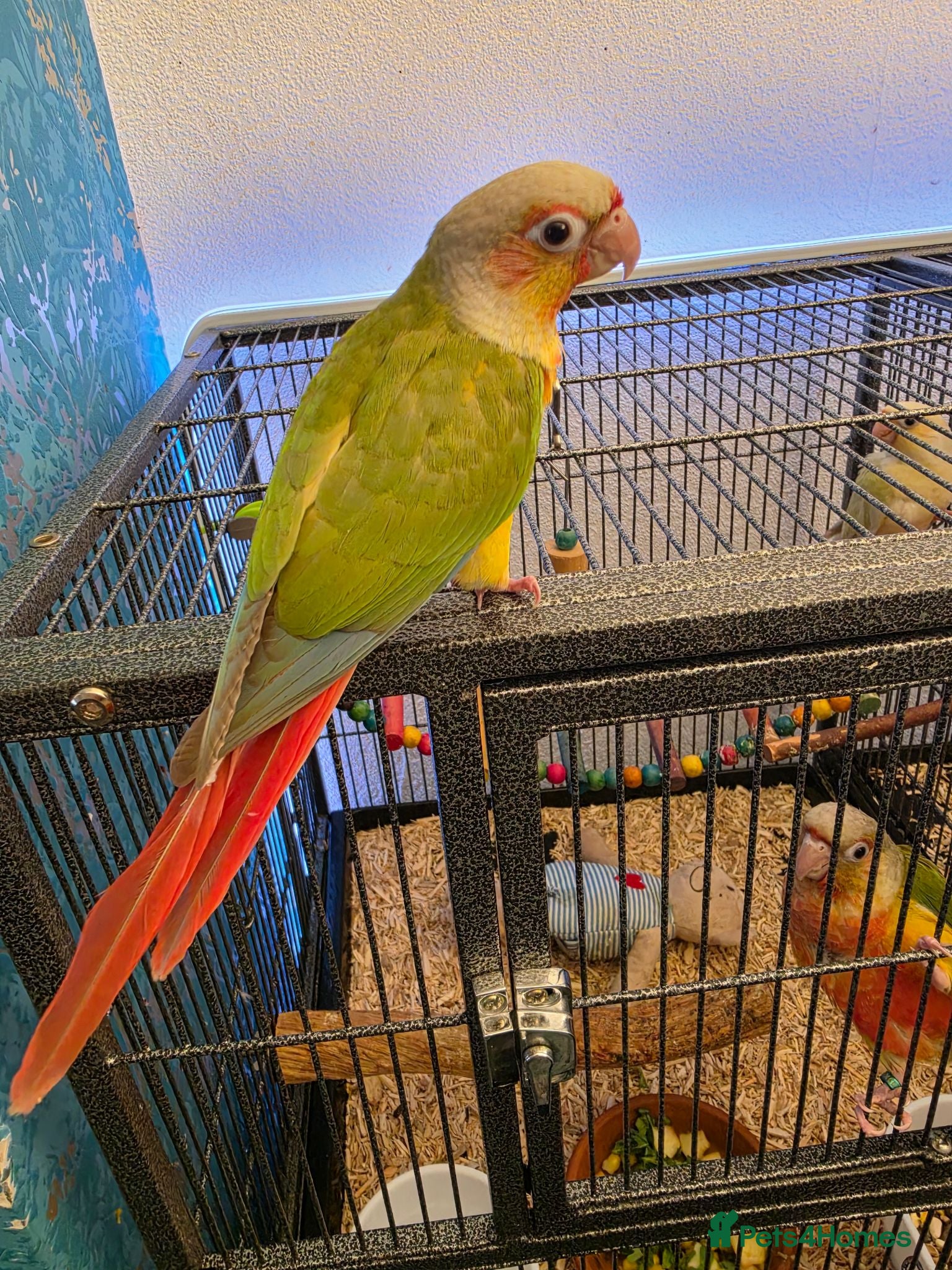 Conures birds Handreared Conures! - Advert 1