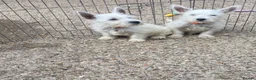 West Highland Terrier dogs for sale: Beautiful west highland terrier puppy’s  - Advert 2