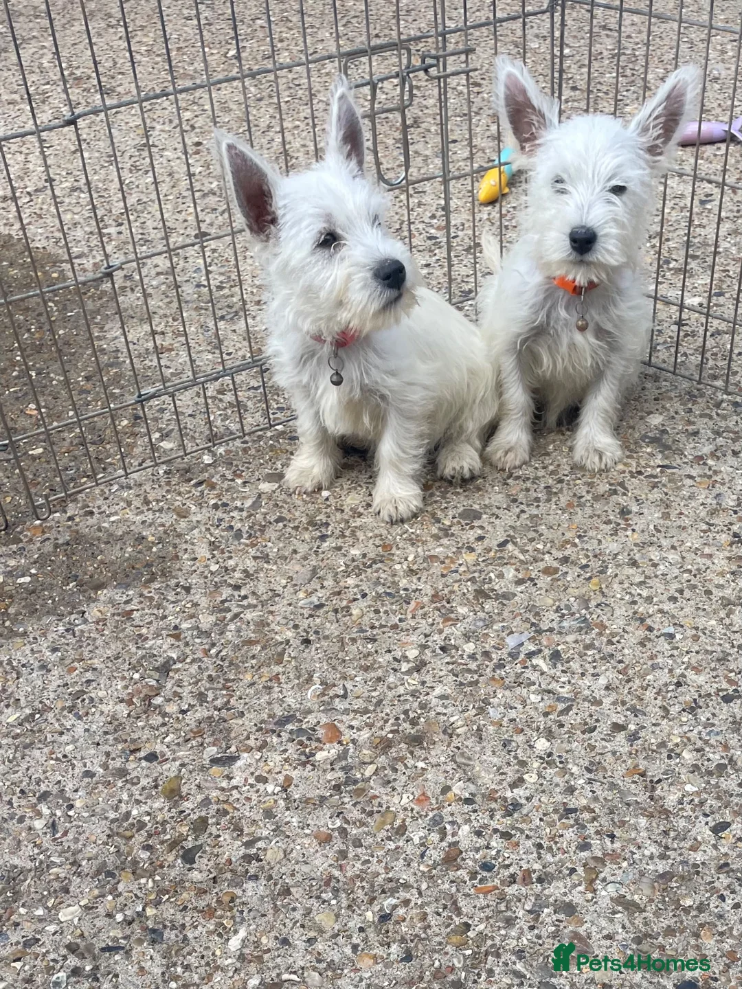 West Highland Terrier dogs for sale: Beautiful west highland terrier puppy’s  - Advert 2