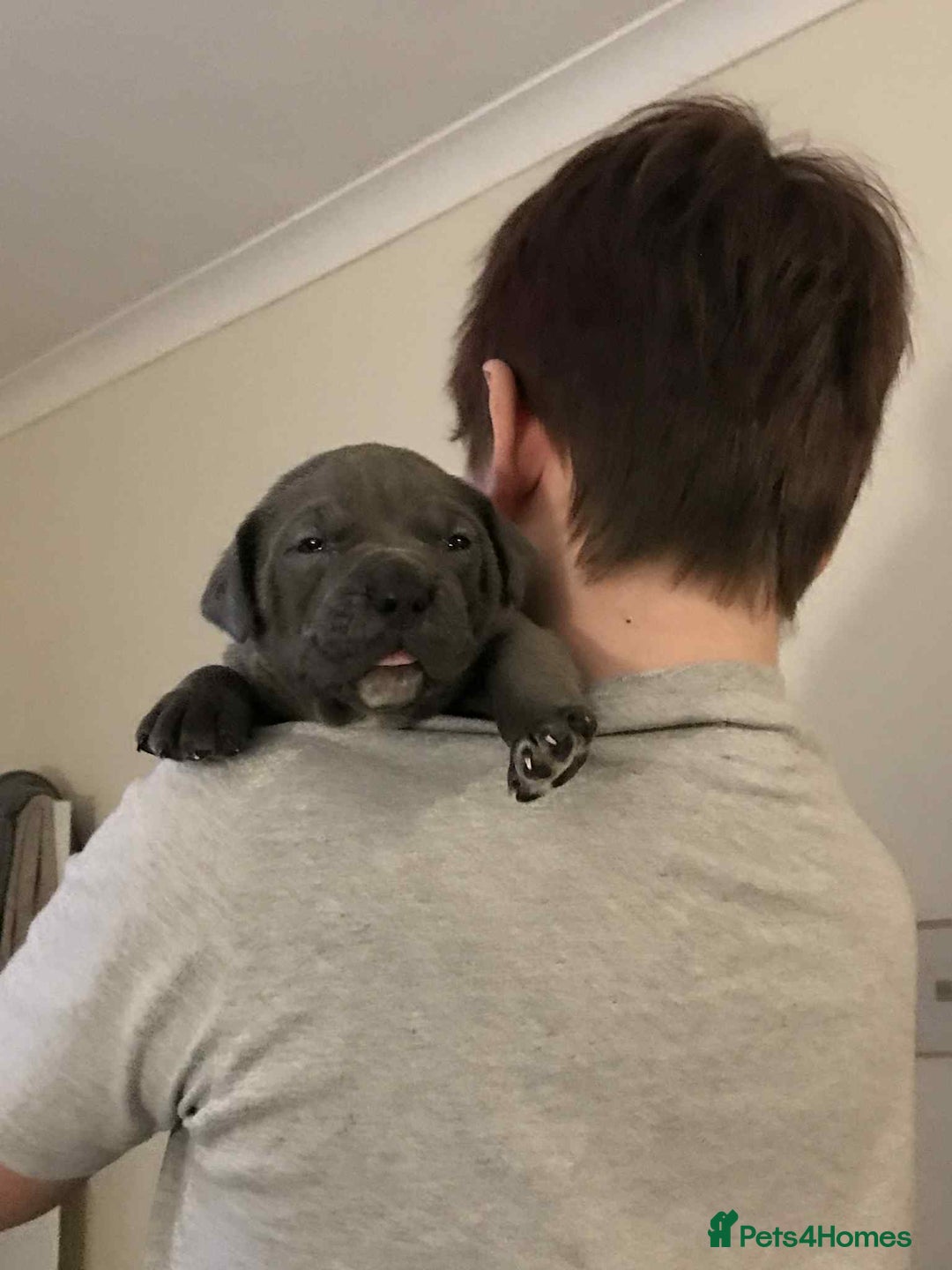 Mixed Breed dogs for sale: American Bully/ Cane Corso Pups  - Advert 7