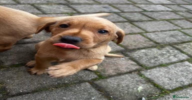 Labrador Retriever dogs - Advert 11