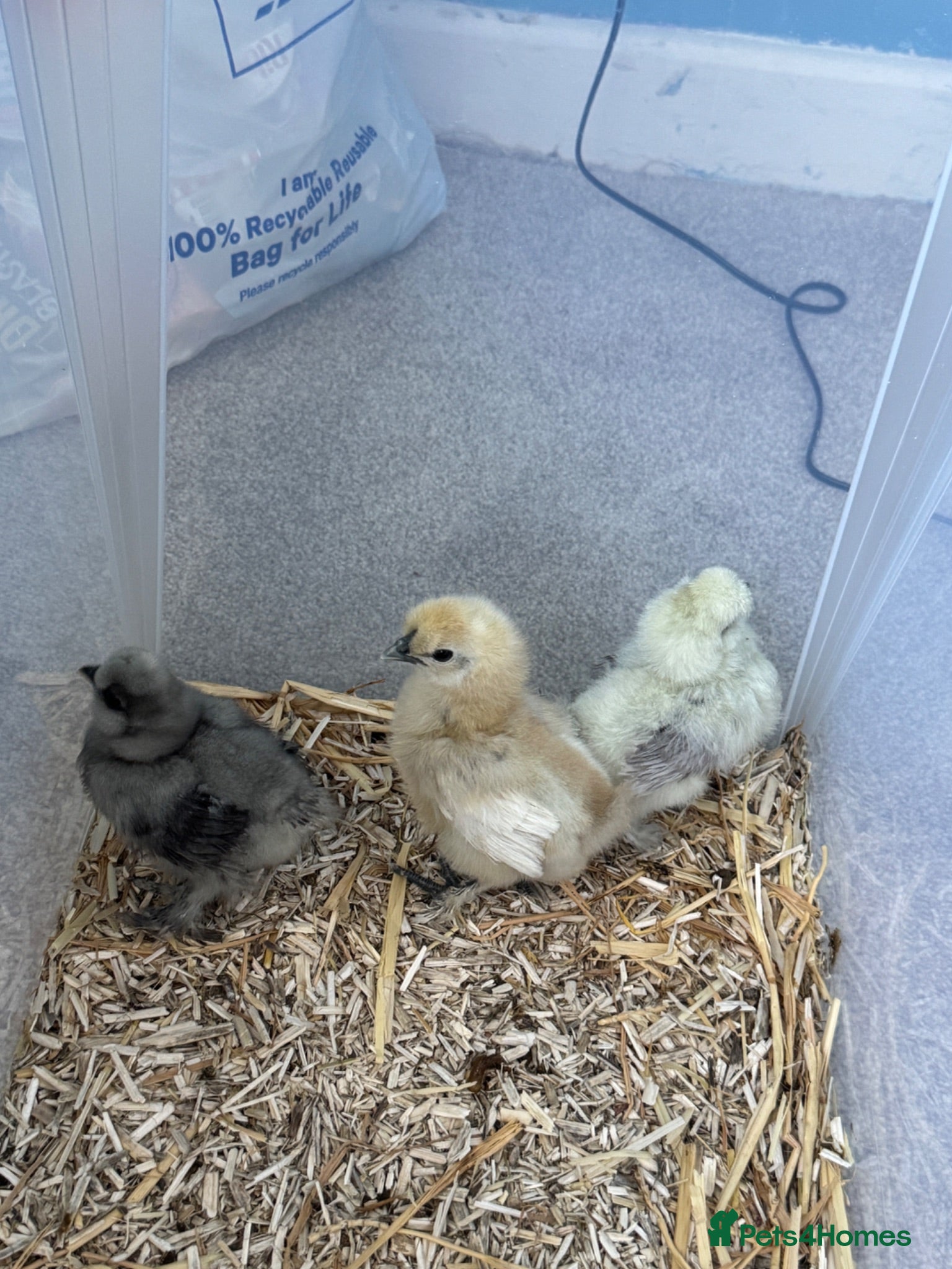 Chickens poultry 3 silkies available  - Advert 1