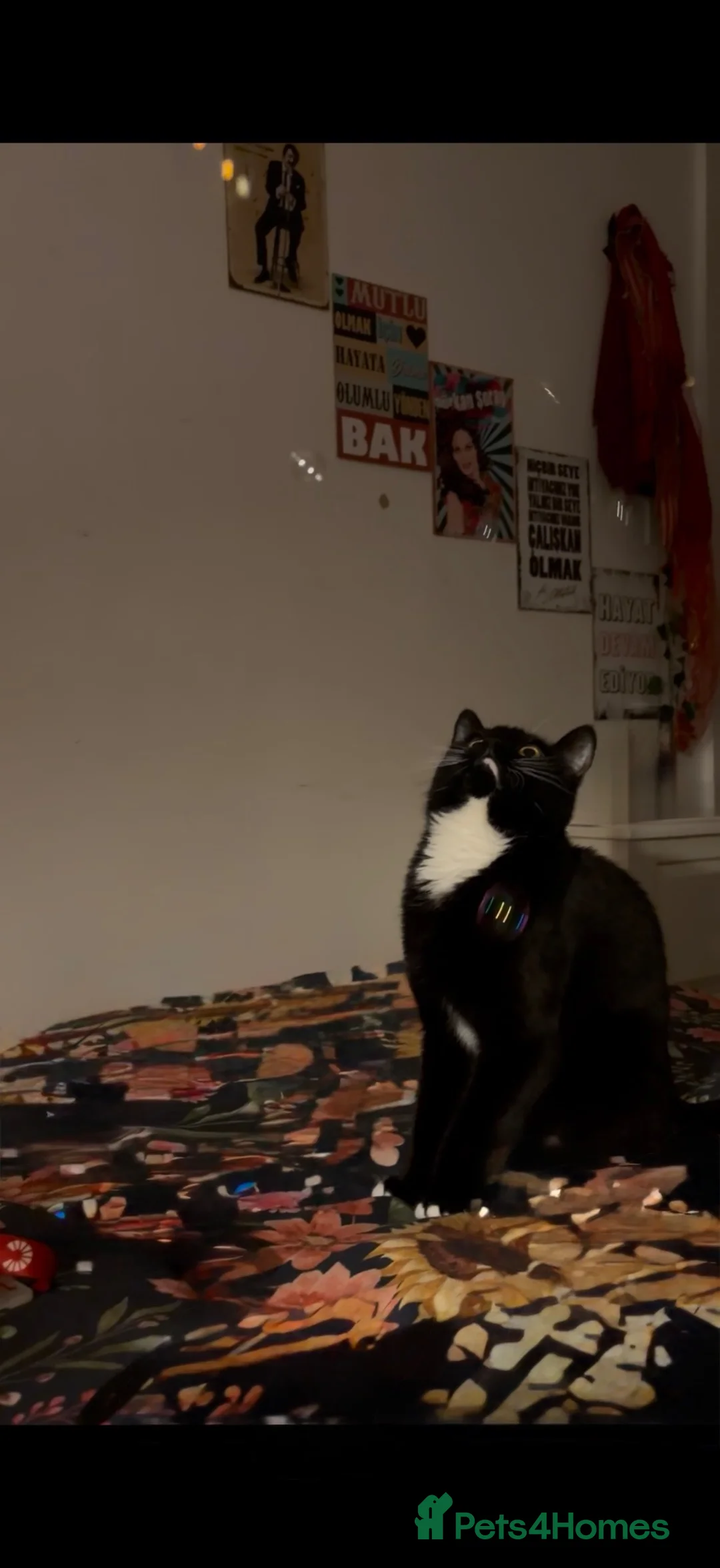 Bombay cats for sale: Her name is Naya - Advert 1