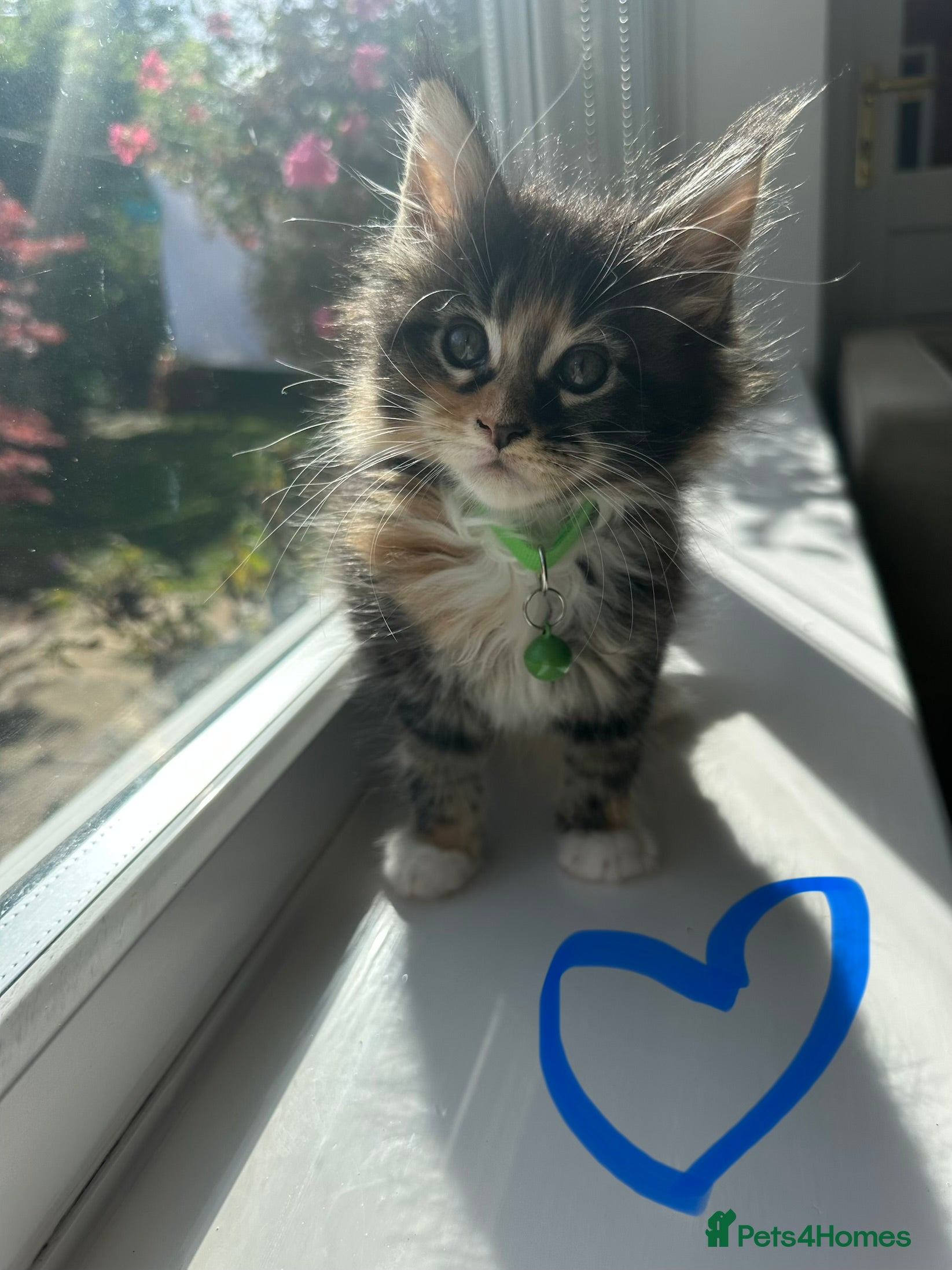 Maine Coon cats Maine Coon Kittens, beautiful colours - 8 wks - Advert 2