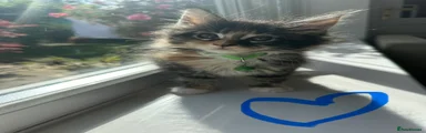Maine Coon 2