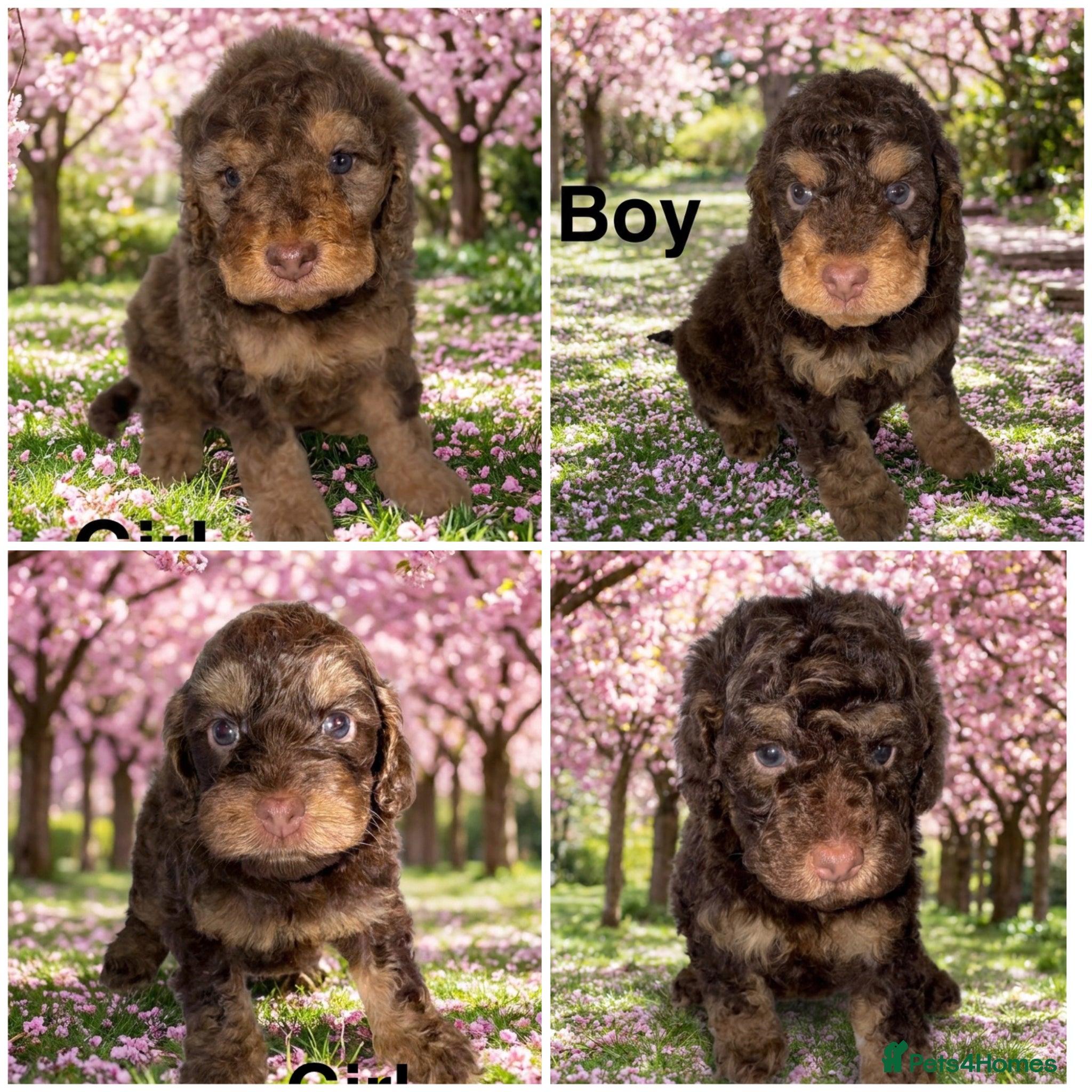 Cockapoo dogs DNA TESTED, Stunning Cockapoo Pups,Ready 5th June  - Advert 10