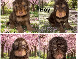Cockapoo dogs DNA TESTED, Stunning Cockapoo Pups,Ready 5th June - Advert 15